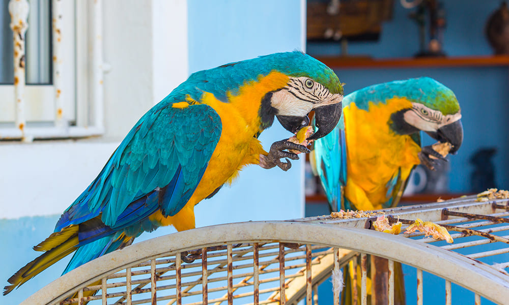 Donde colocar la jaula de nuestro pájaro